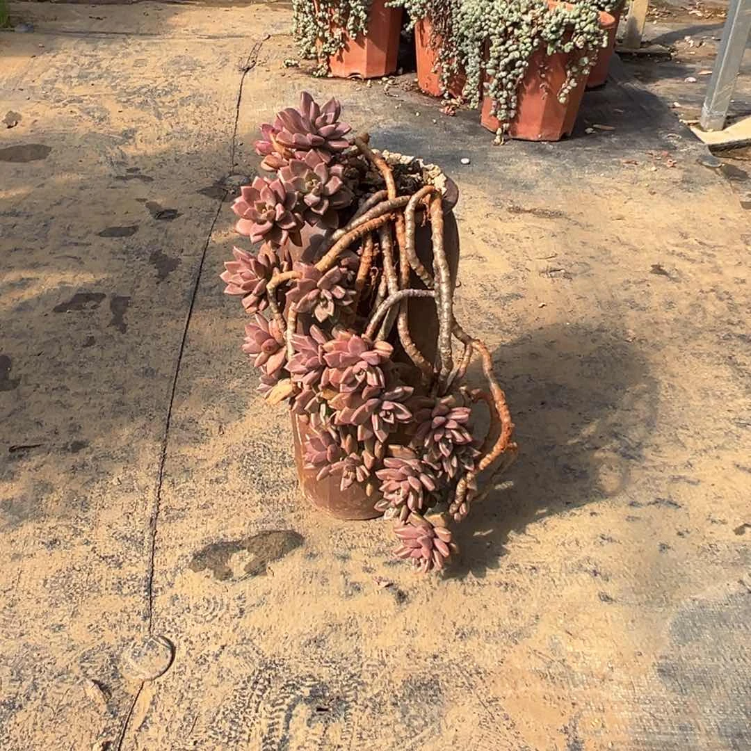 精品姬胧月妖桩 品种脱土会缩小些