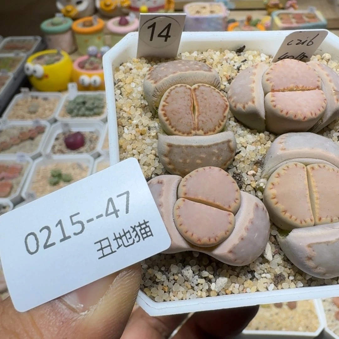 布****40215.047生石花