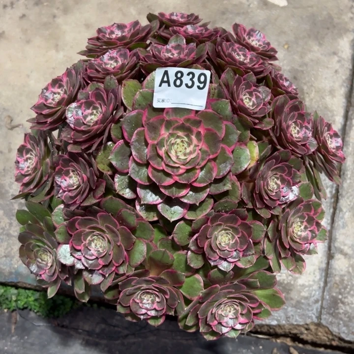 839粉花妖30厘米左右