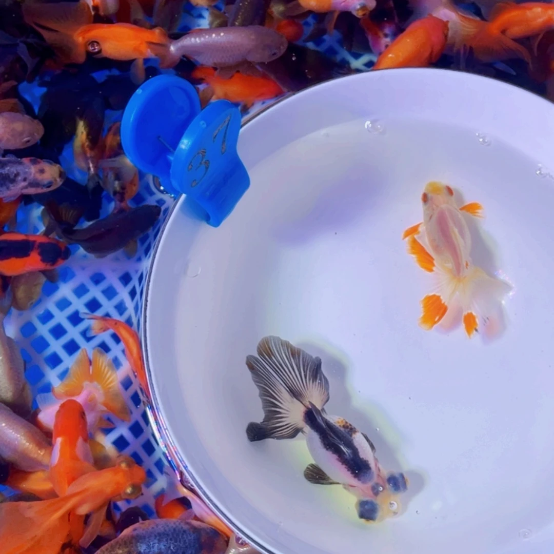 海水鱼龙睛碟尾金鱼淡水鱼