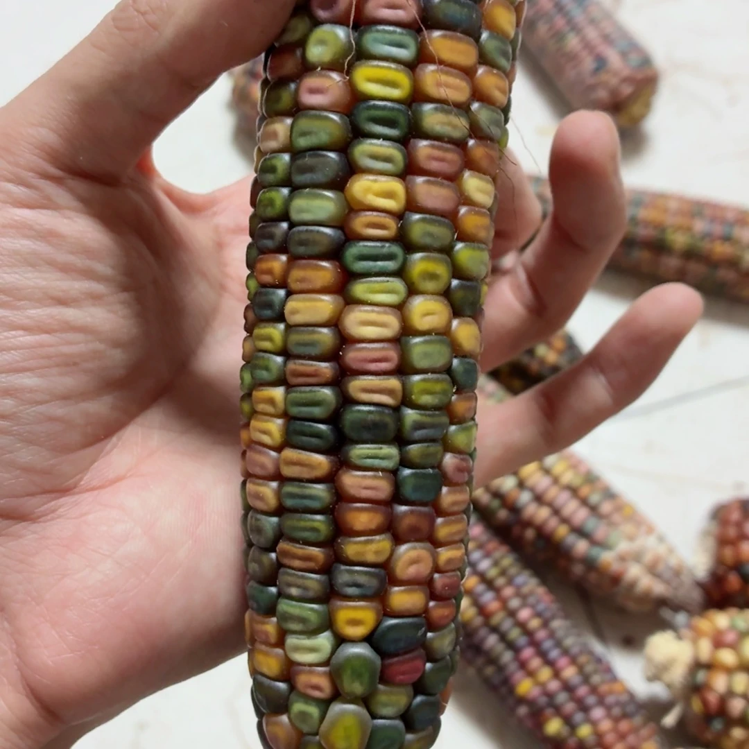 长***星吊坠白玉菩提文玩精品文玩精品