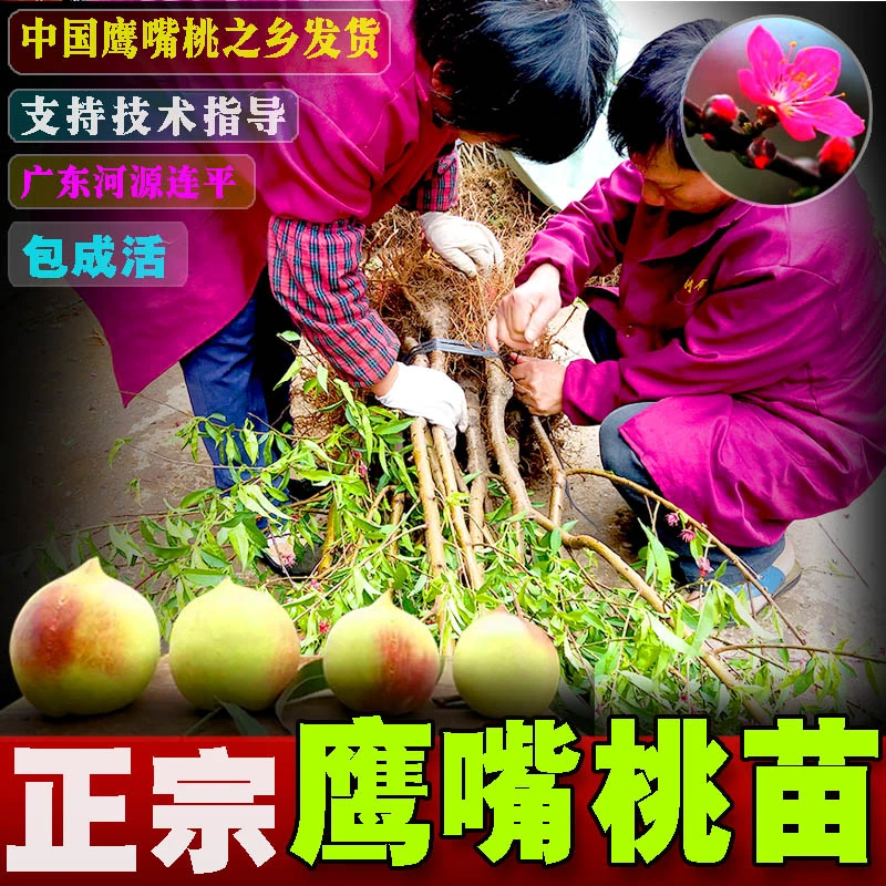 【三年桃树】正宗广东河源鹰嘴蜜桃苗连平上坪嫁接苗果苗