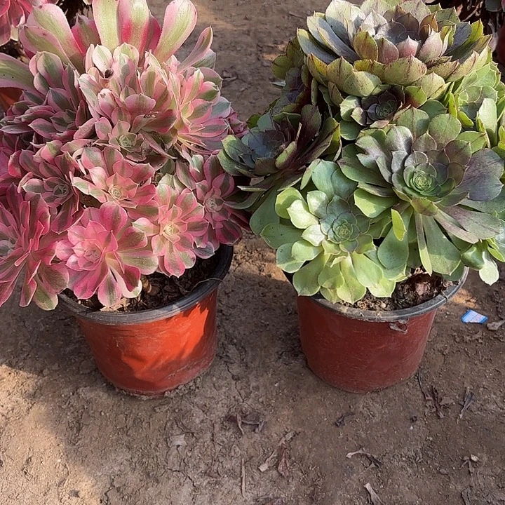 多肉植物法师2颗38