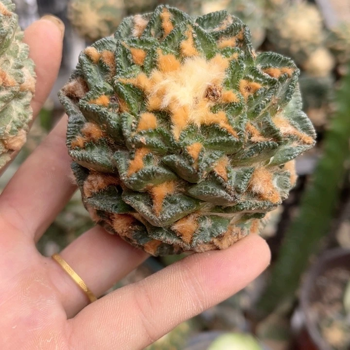 龟甲牡丹三角嫁接无根