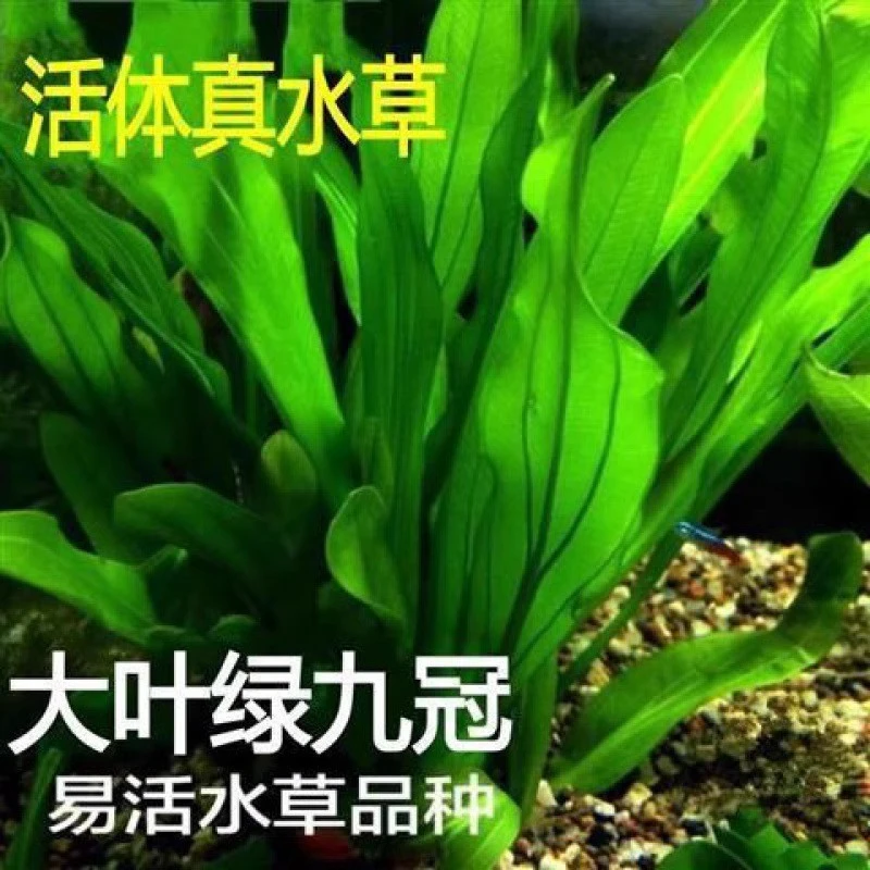 绿九冠水草生态天然鱼缸植物水草鱼缸造景装饰活体阴性沉底真水草