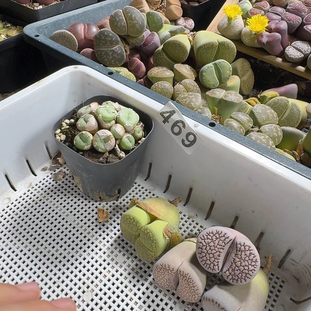 生石花一物一拍5颗469