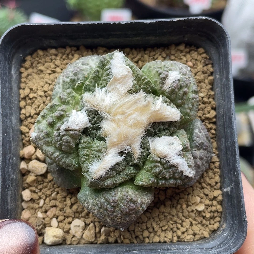 雪顶丸叶哥斯拉牡丹仙人球