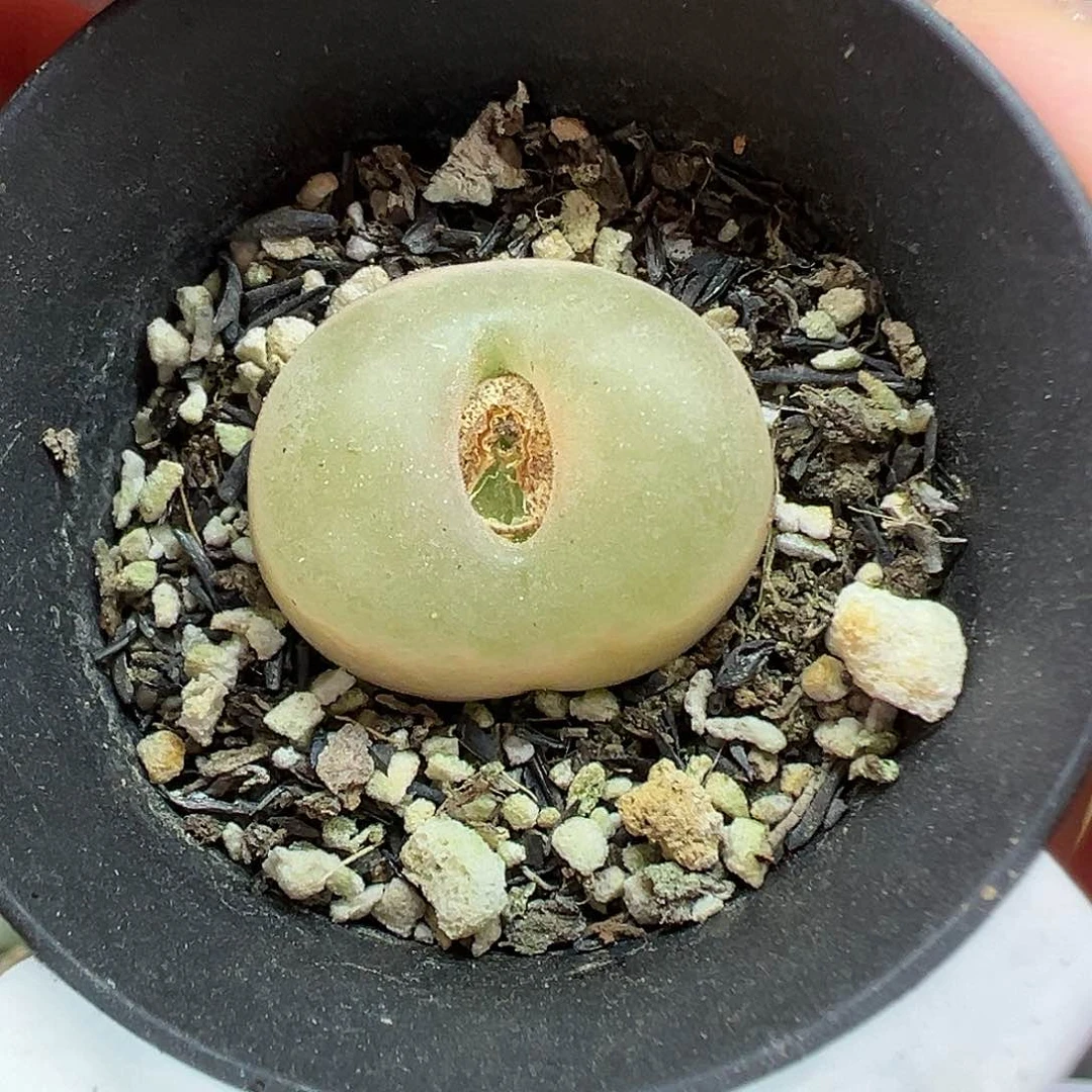 703蟠桃带盆土发货