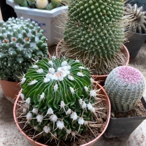 四盆花太阳仙人球25米仙人球