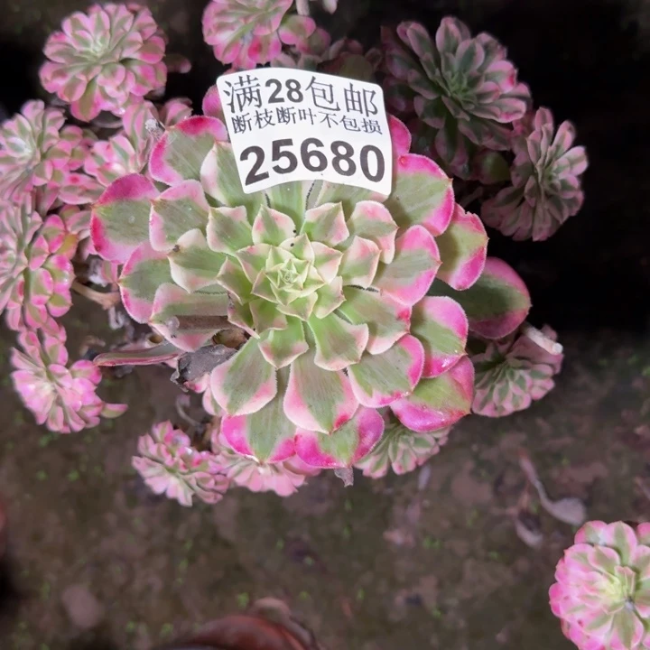 25680南同白多肉植物