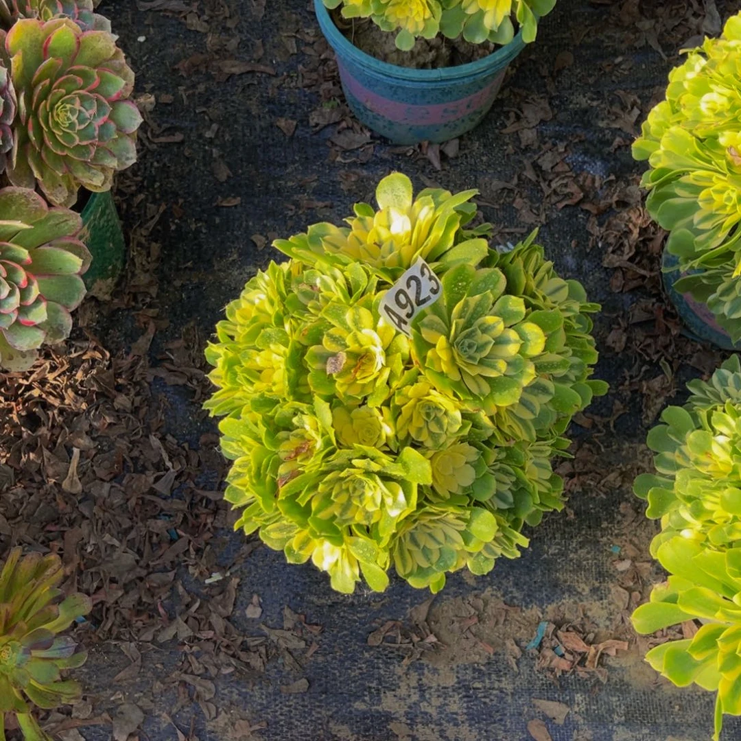 辛尼亚法师朵朵1-24