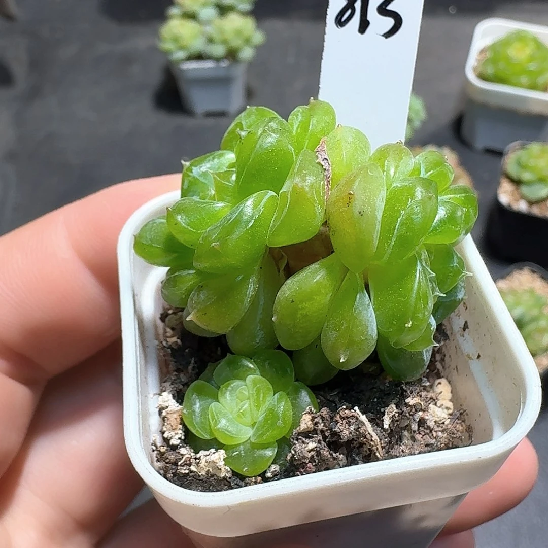 813号甜心109多肉8888