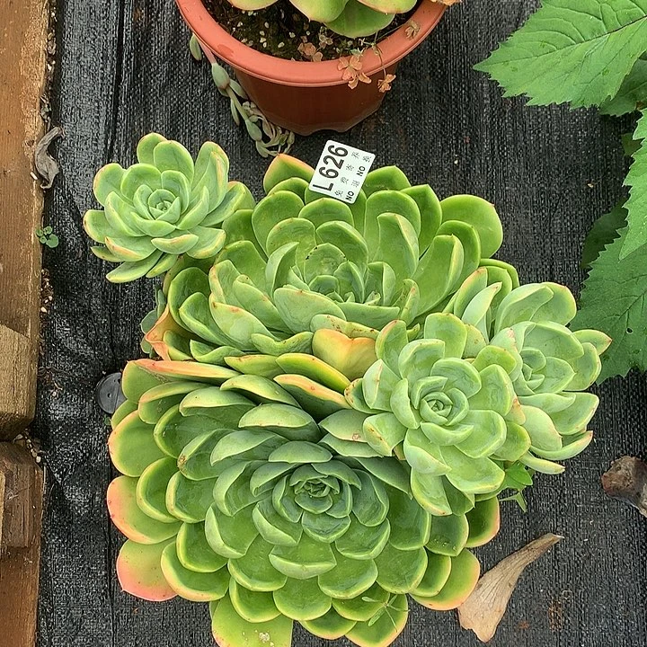 杂交大群 多肉植物9.27后左右发货