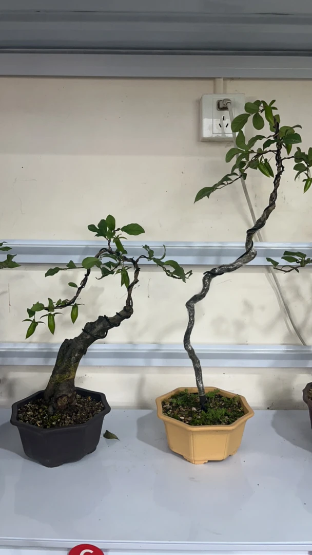 办公室盆栽,老鸦柿黄栌黄荆柏树盆景飘枝植物黄栌树