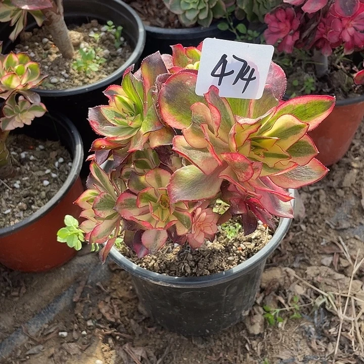梦***实法师植物魅影法师474