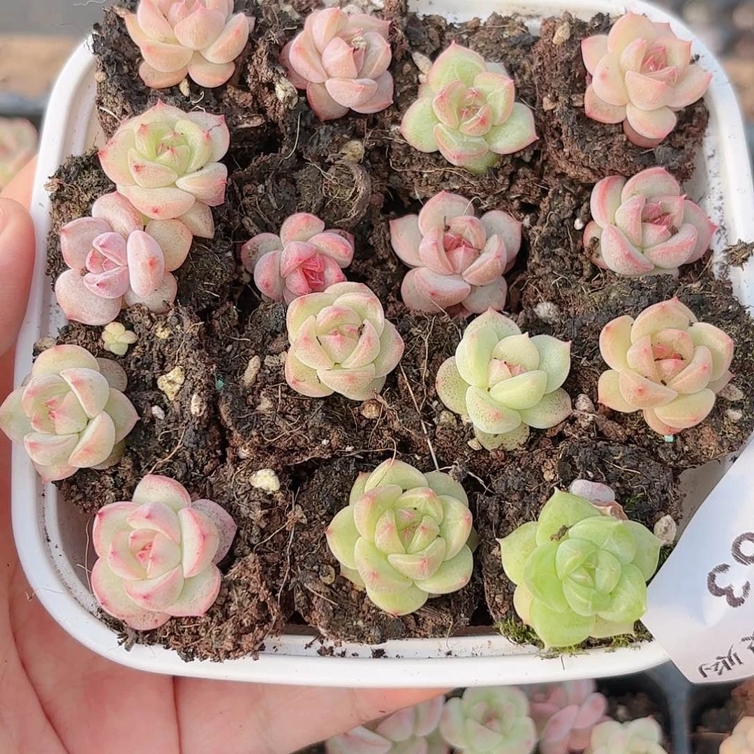 爱****子463 新疆西藏内蒙不发货 多肉