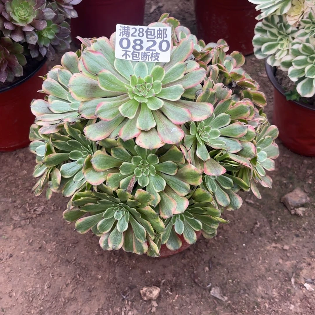 M 820粉带多肉。cad