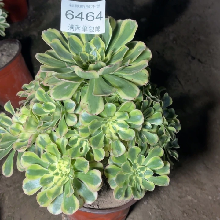 6464保时捷的多肉的
