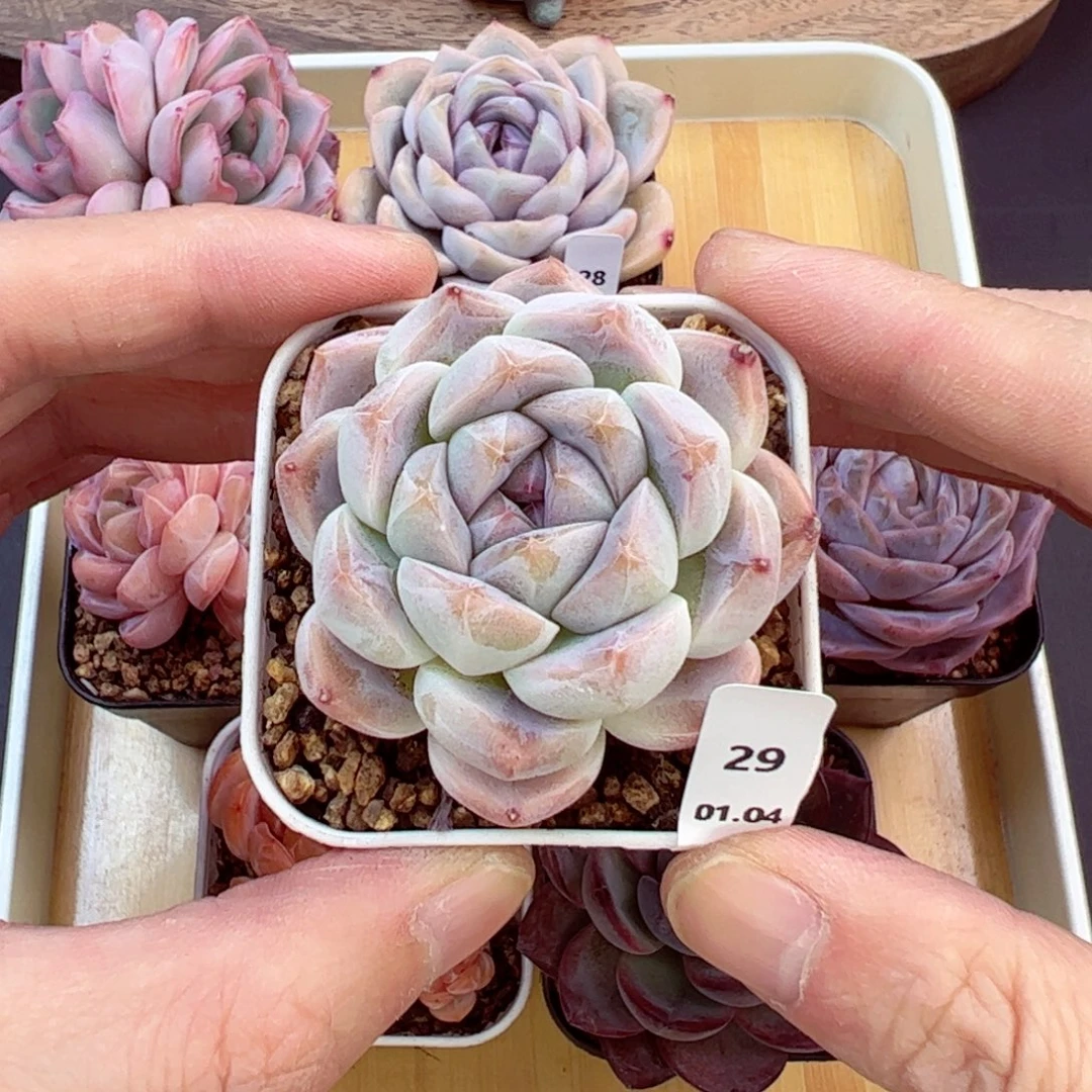 好好看29、哈哈哈哈