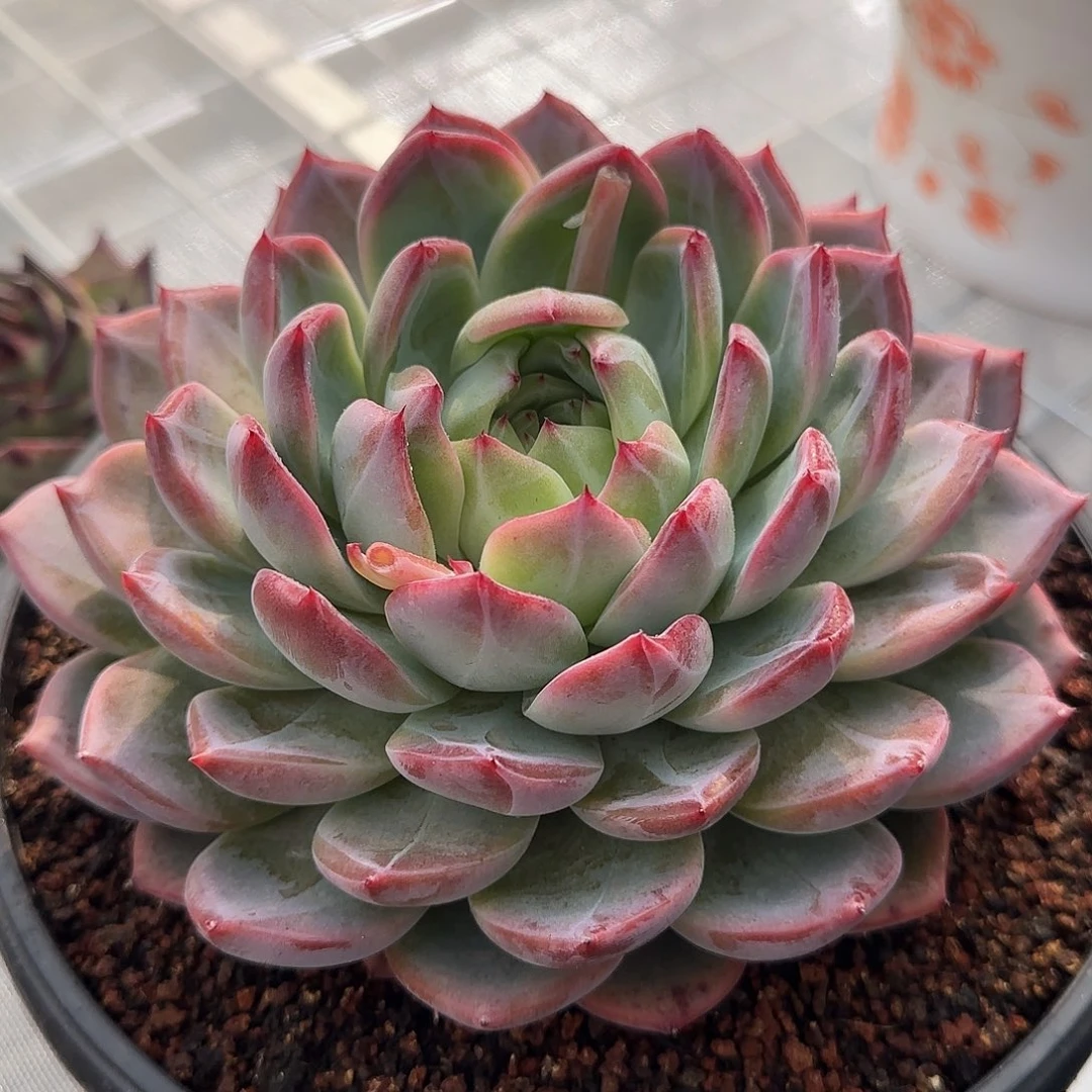 从前慢甄选多肉编号大红鸾