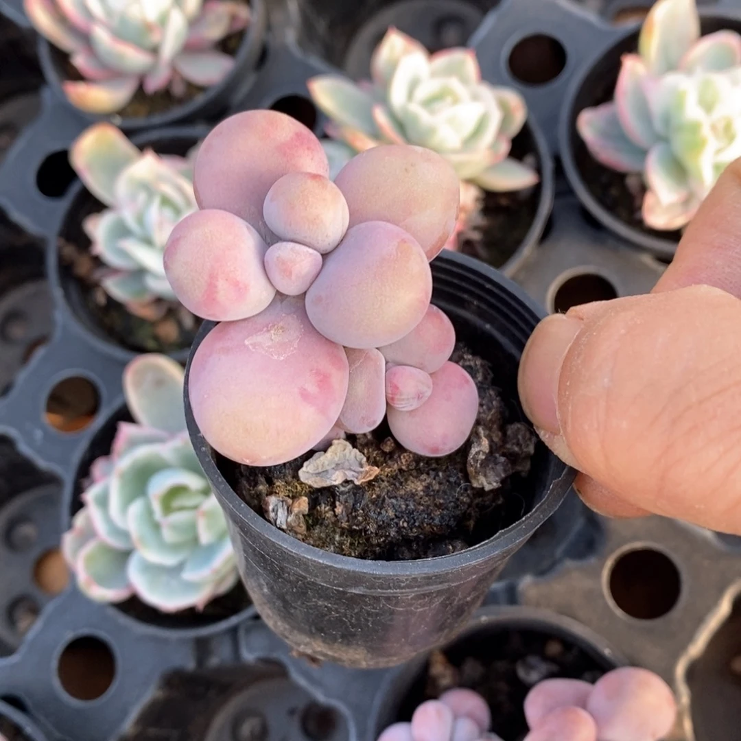 精品多肉一物一拍不包整31