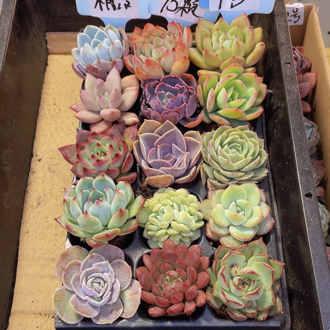 【闪购商品】【量拍】15颗-1号约4-5厘米