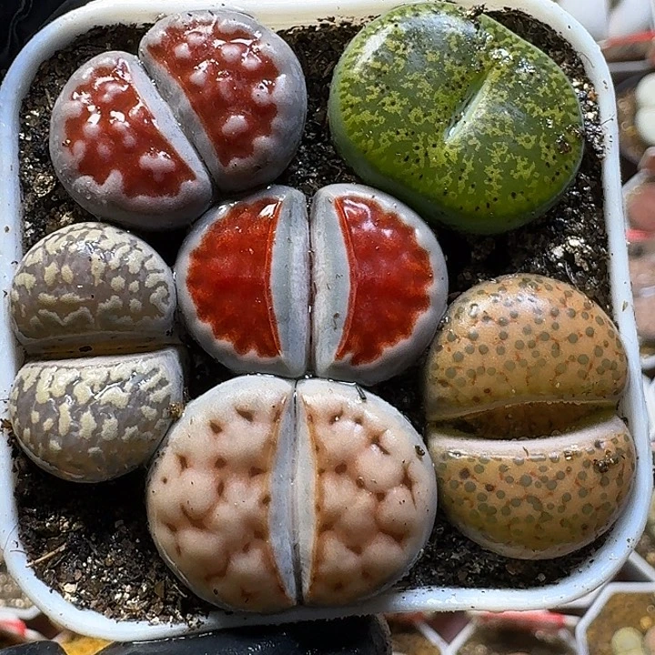 生石花111111。   690