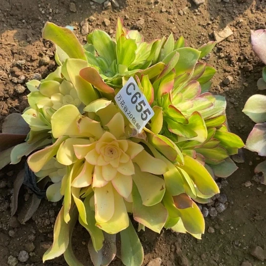 妞*655绍修七彩多肉植物