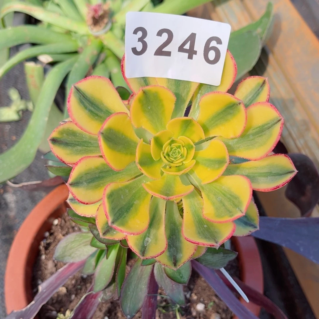 冬*太阳神带嫁接木发货