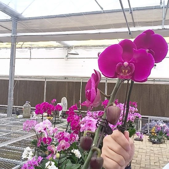 完全开放大辣椒3.5加高带花苞