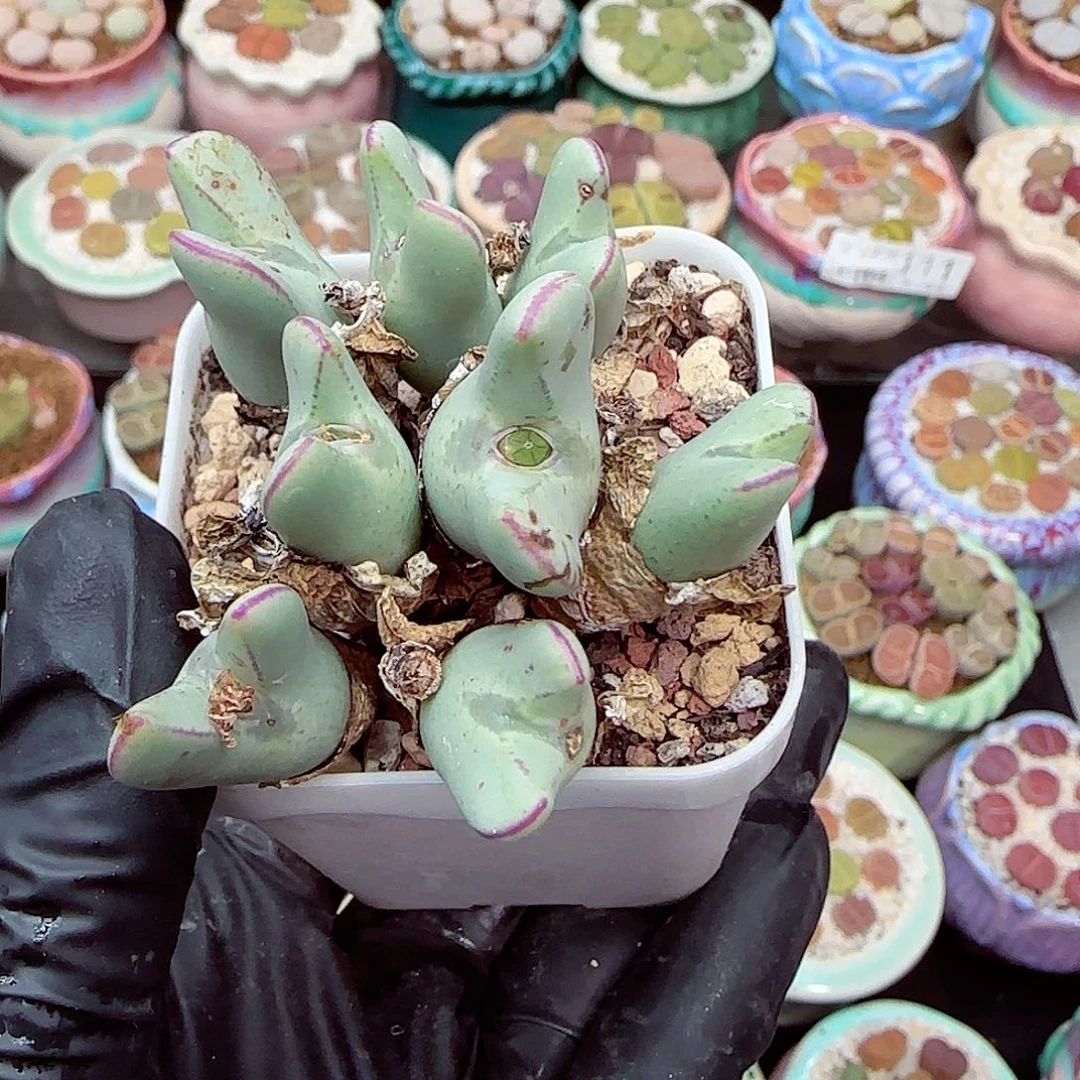 生石花满18包邮0104-112