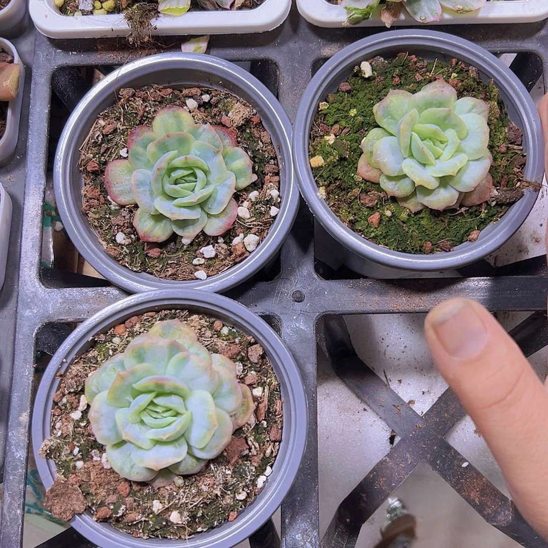 泡泡纱群19包邮多肉植物