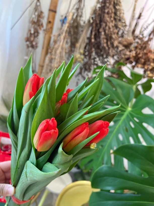家养鲜花各色郁金香一扎10枝一色超级好看