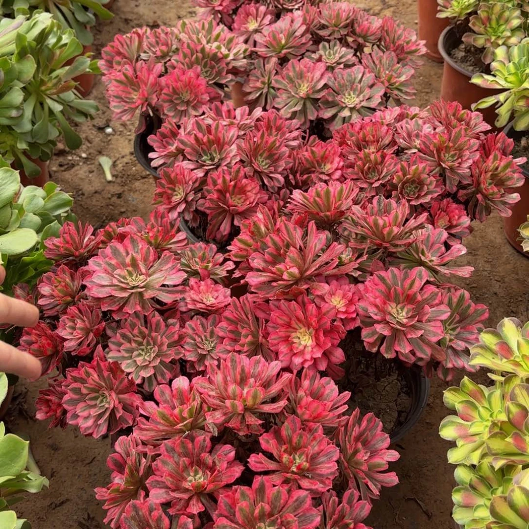 红铜白绣球12.8多肉植物