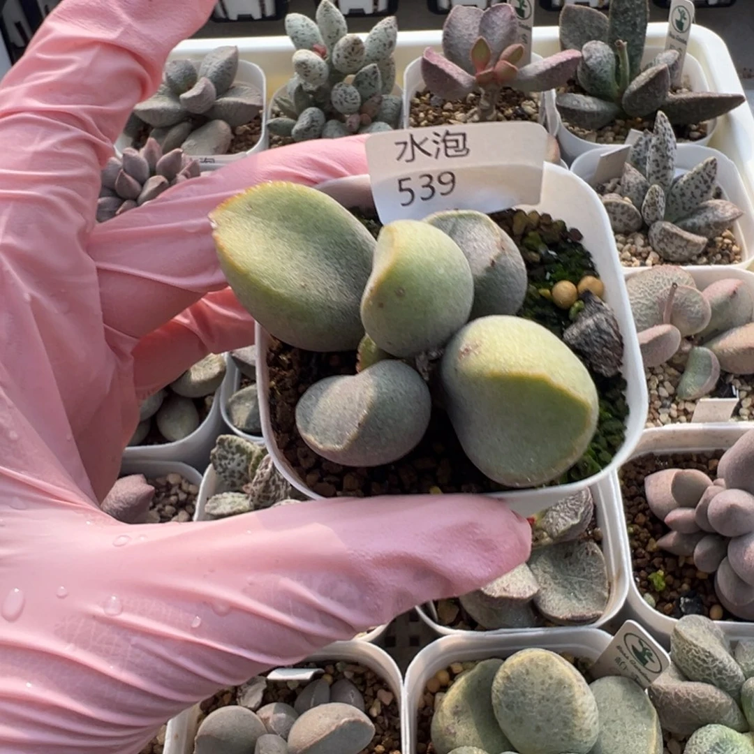 539胖嘟嘟一颗渐变带桩