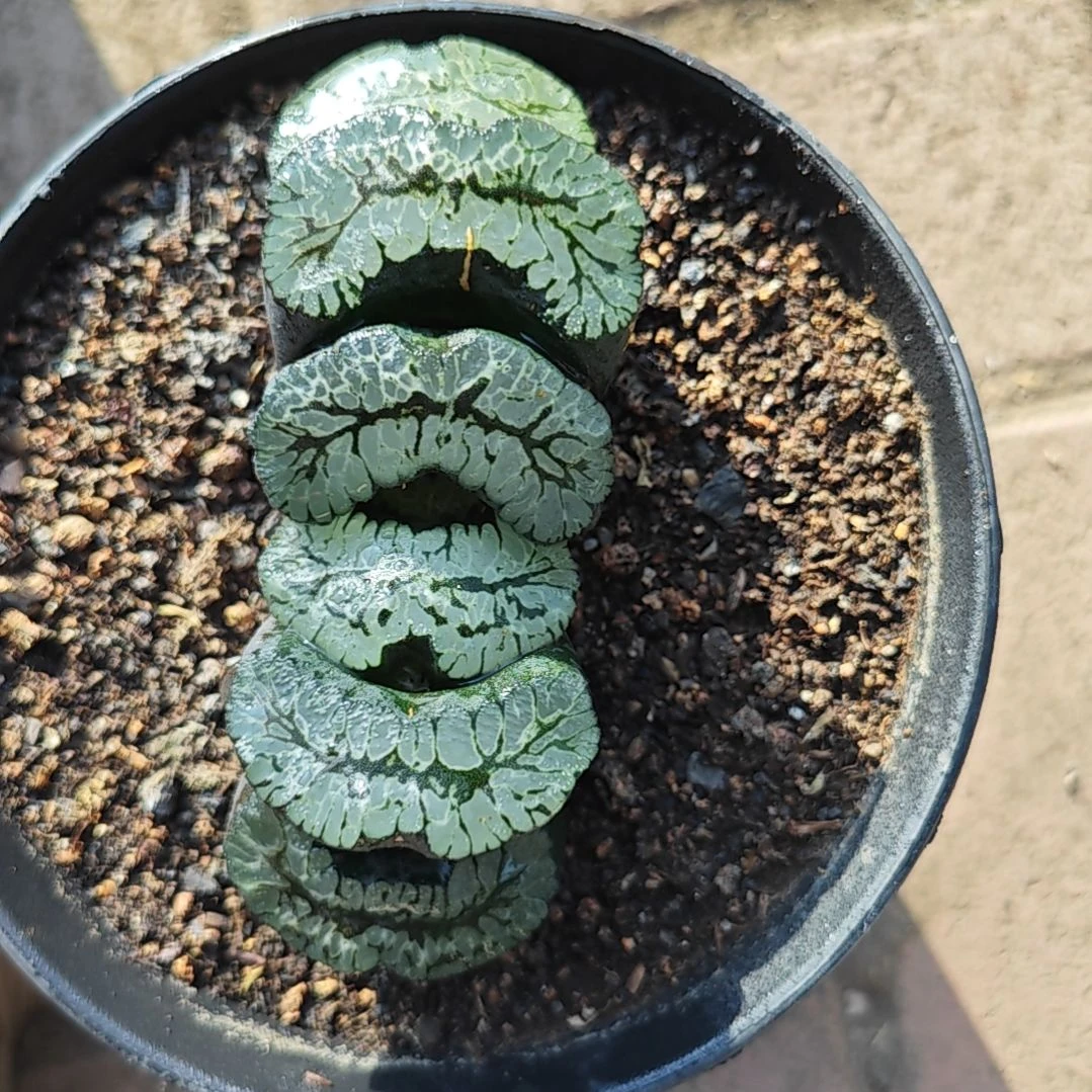 葵御前一颗多肉植物原盆