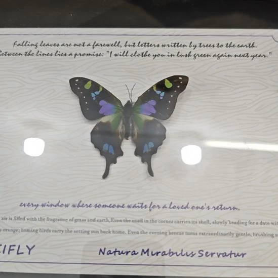 周****蝴蝶标本定制012号