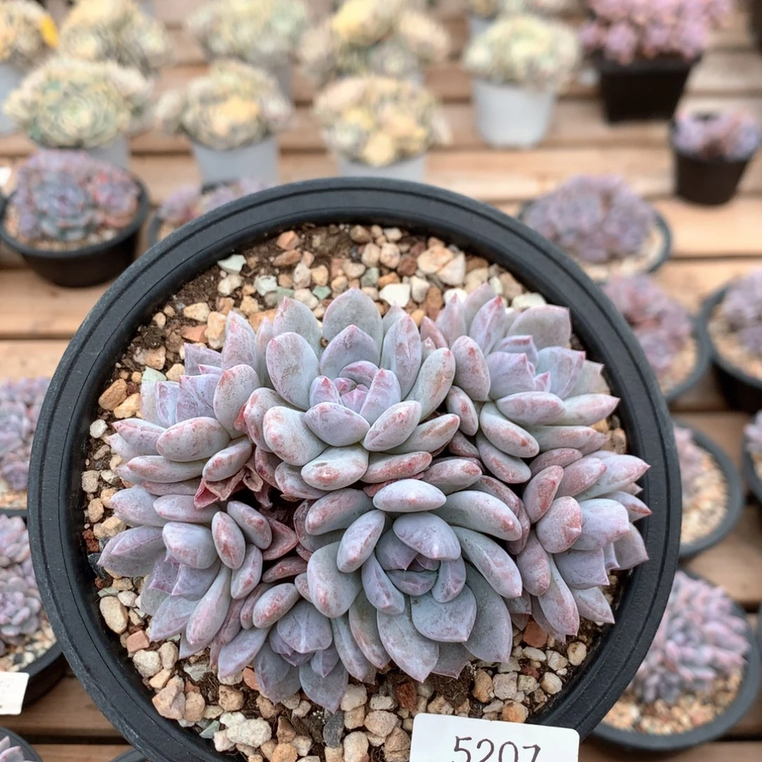 12厘米有砍七头石榴籽 平头5207