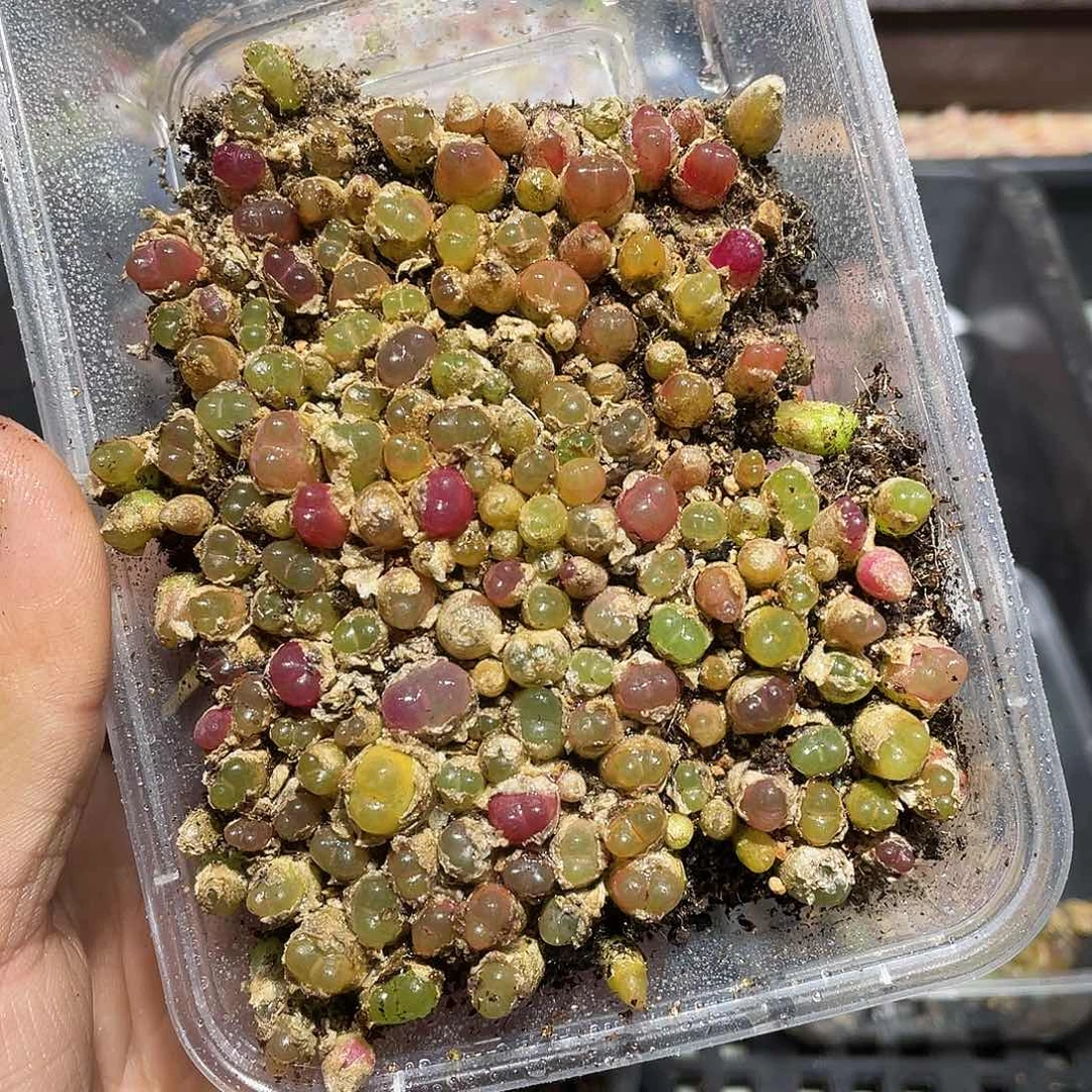 237当天凑满十八元包邮生石花