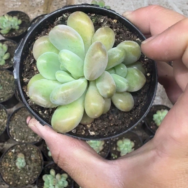 库克 双头 一物一拍