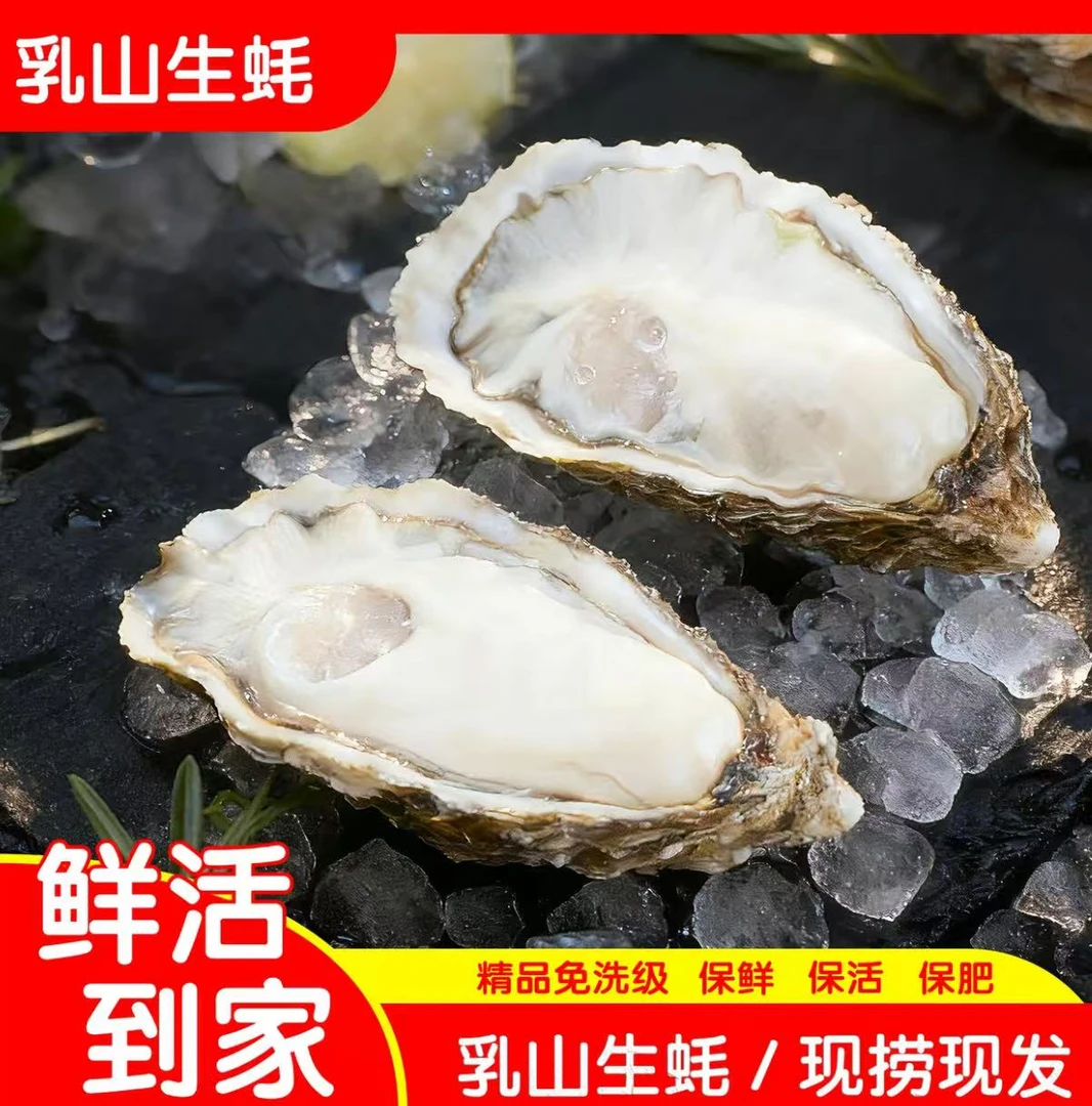 【福利】乳山特产壳薄肉肥免洗级新鲜生蚝牡蛎海鲜水产2斤装