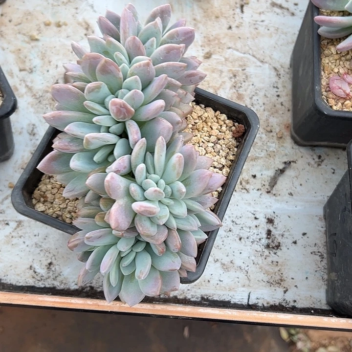 奥普琳娜群生缀化多肉