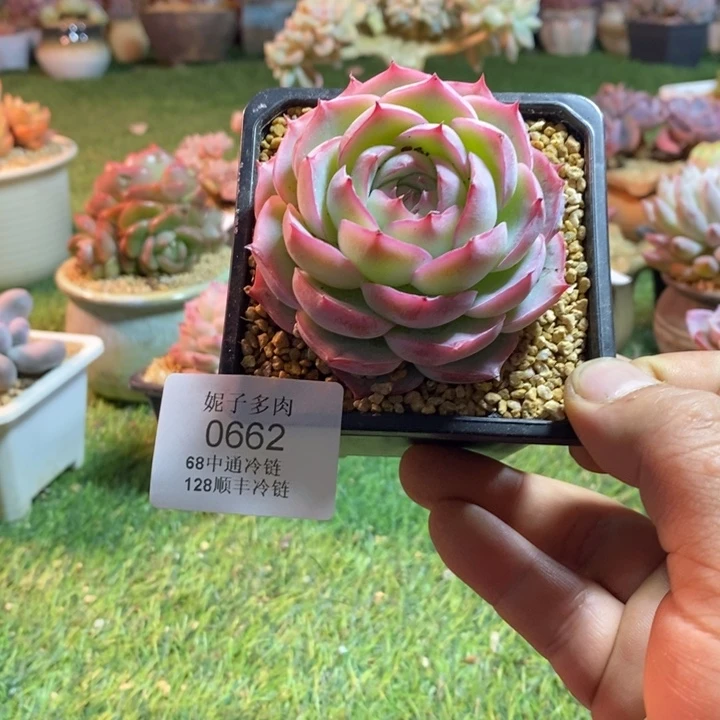 0662啊啊啊啊啊啊啊啊啊