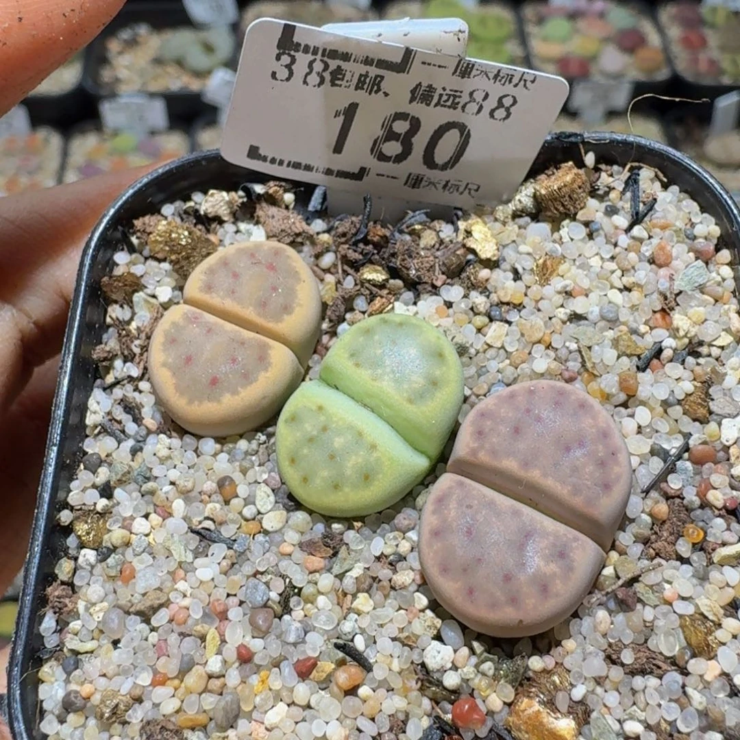 Ssss精品生石花180