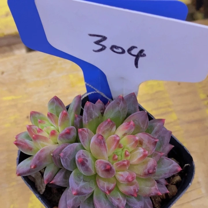 开心多肉植物多肉