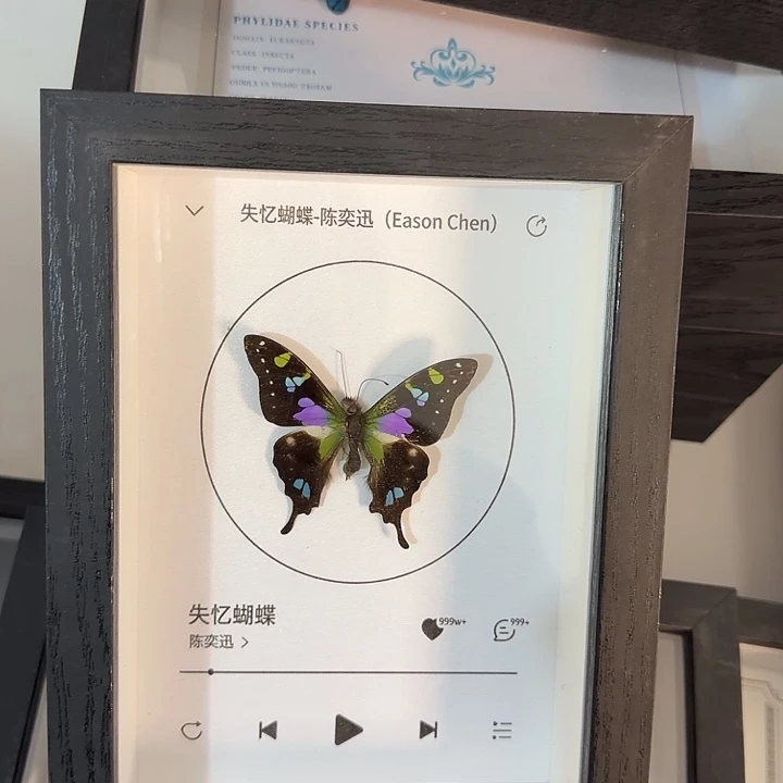 小框玫瑰蝴蝶蝴蝶蝴蝶