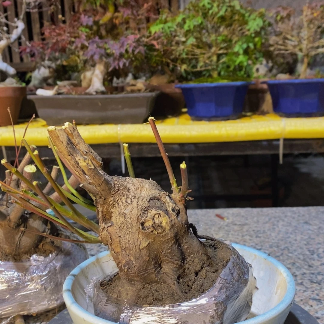 无花朵异*人原生山红叶