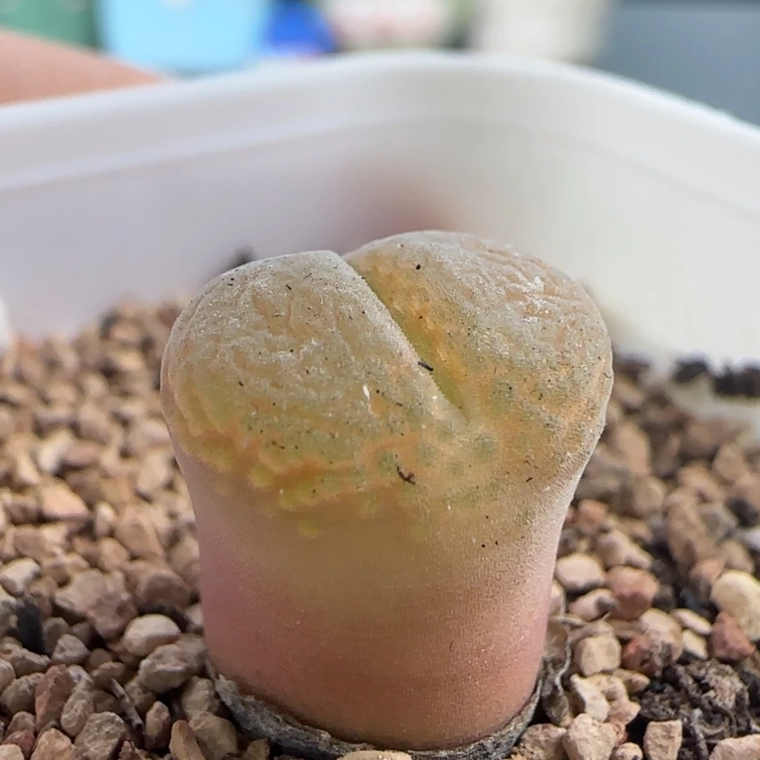 0866/混播红风铃/