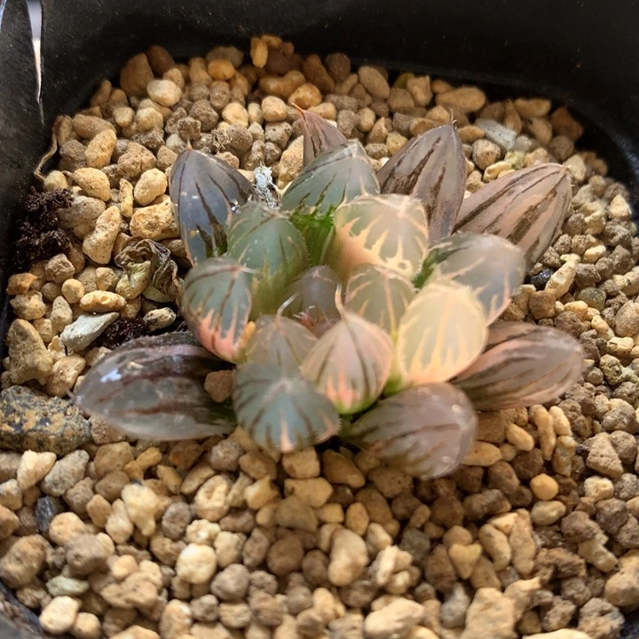 霓虹灯玉露锦带盆土发货