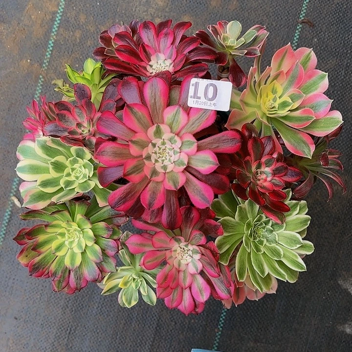 张****g嫁接法师一物一图10